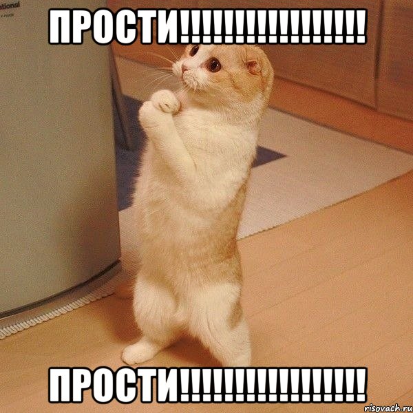 прости!!! прости!!!, Мем  котэ молится