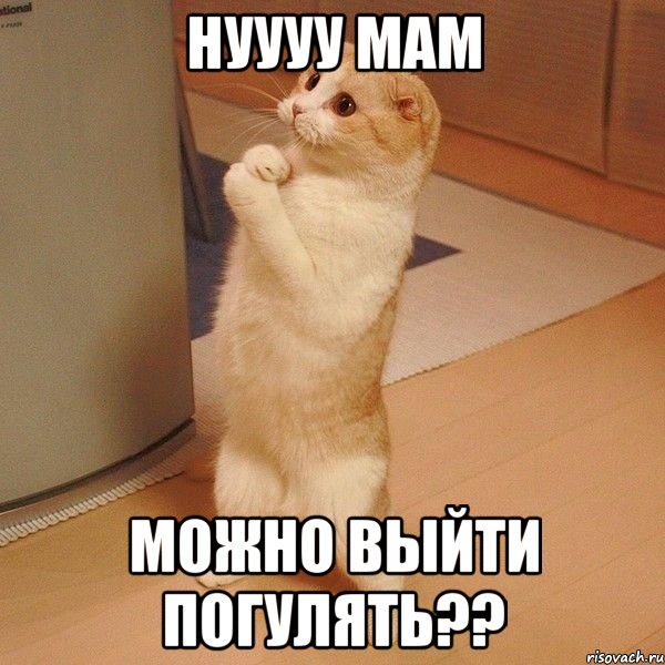 нуууу мам можно выйти погулять??, Мем  котэ молится