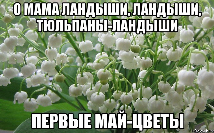 о мама ландыши, ландыши, тюльпаны-ландыши первые май-цветы, Мем Ландыши