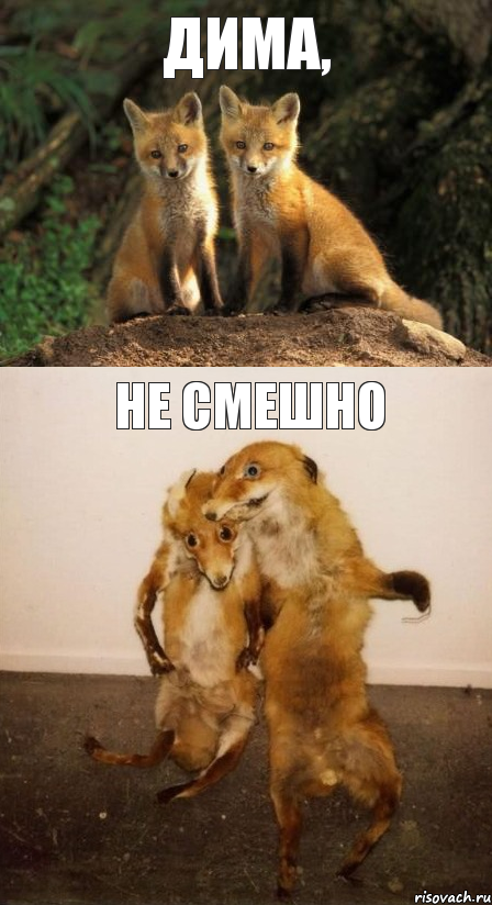 Дима, Не смешно