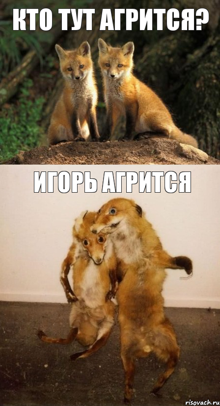 кто тут агрится? игорь агрится, Комикс Лисицы