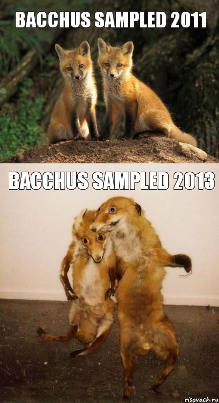 Bacchus sampled 2011 Bacchus sampled 2013, Комикс Лисицы