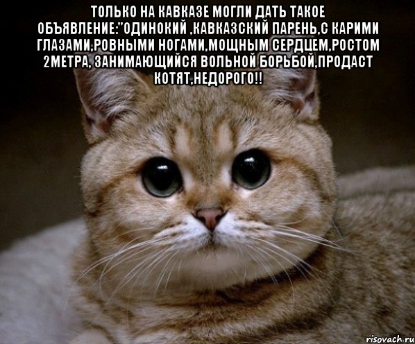 только на кавказе могли дать такое объявление:"одинокий ,кавказский парень,с карими глазами,ровными ногами,мощным сердцем,ростом 2метра, занимающийся вольной борьбой,продаст котят,недорого!! , Мем Пидрила Ебаная