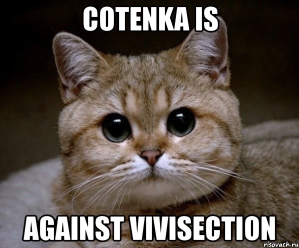 cotenka is against vivisection, Мем Пидрила Ебаная