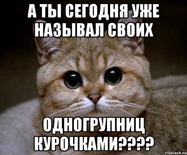 а ты сегодня уже называл своих одногрупниц курочками???, Мем Пидрила Ебаная