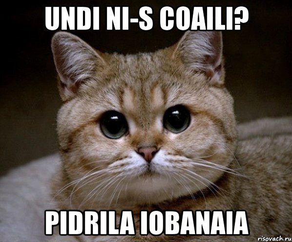 undi ni-s coaili? pidrila iobanaia, Мем Пидрила Ебаная