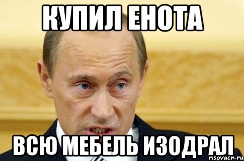 купил енота всю мебель изодрал, Мем путин