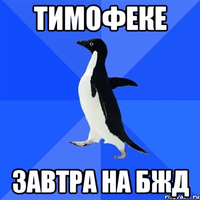 тимофеке завтра на бжд, Мем  Социально-неуклюжий пингвин