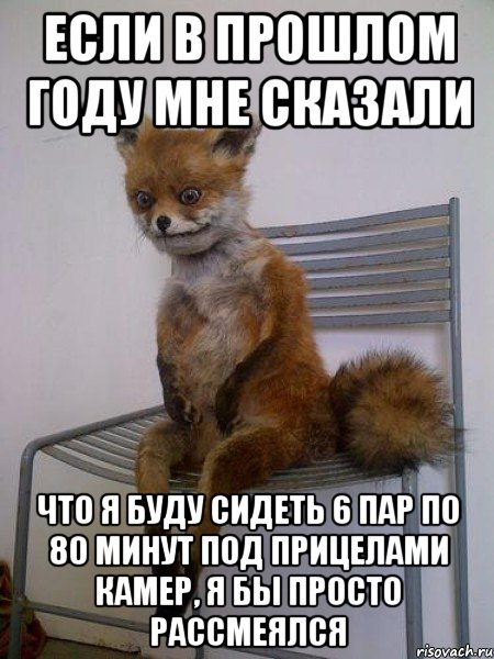 если в прошлом году мне сказали что я буду сидеть 6 пар по 80 минут под прицелами камер, я бы просто рассмеялся, Мем Упоротая лиса