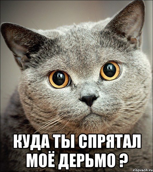  куда ты спрятал моё дерьмо ?