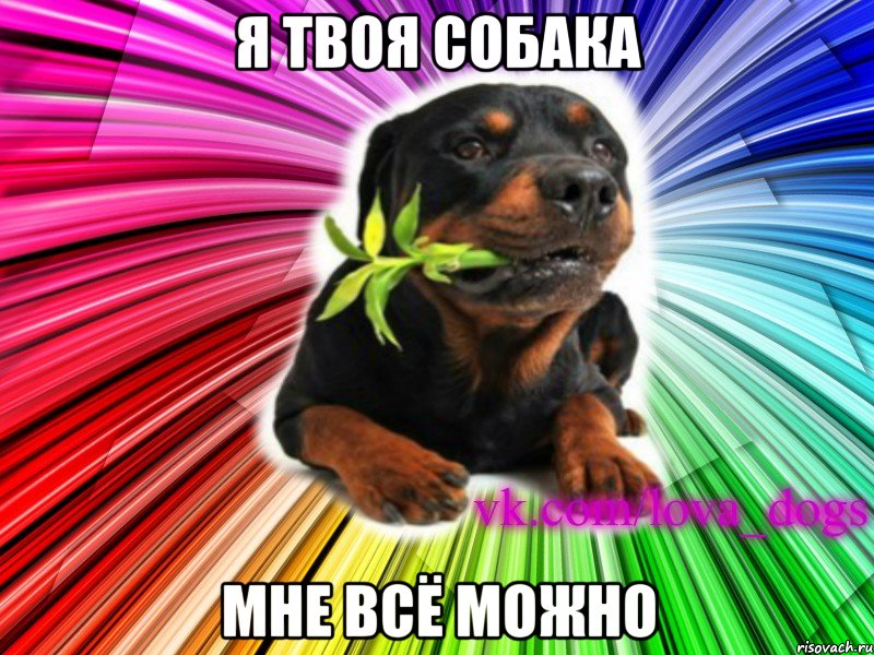 я твоя собака мне всё можно, Мем Я твоя собака