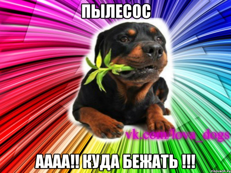 пылесос аааа!! куда бежать !!!, Мем Я твоя собака