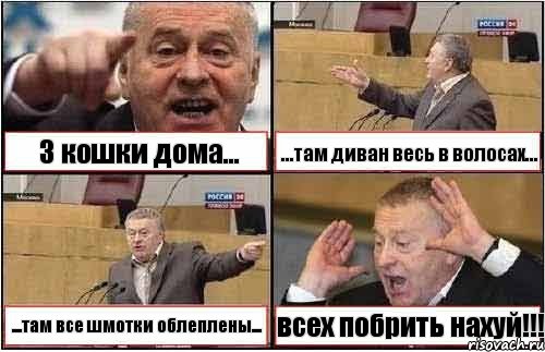 3 кошки дома... ...там диван весь в волосах... ...там все шмотки облеплены... всех побрить нахуй!!!, Комикс жиреновский