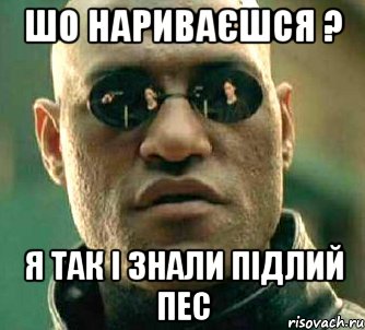 шо нариваєшся ? я так і знали підлий пес, Мем  а что если я скажу тебе