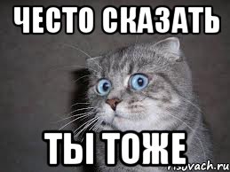 често сказать ты тоже, Мем  удивлённый кот