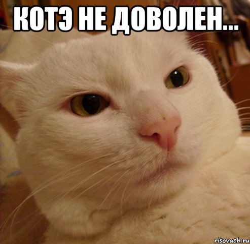 котэ не доволен... 