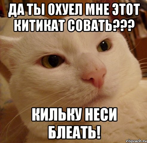 да ты охуел мне этот китикат совать??? кильку неси блеать!