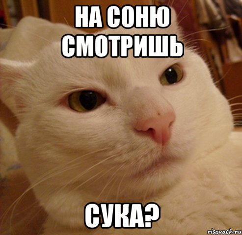 на соню смотришь сука?, Мем Дерзкий котэ