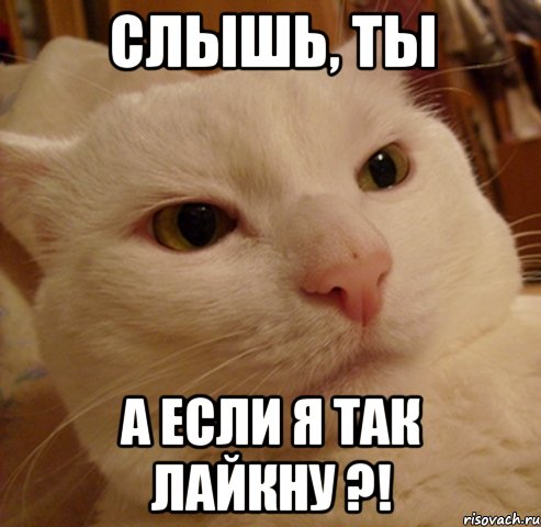 слышь, ты а если я так лайкну ?!, Мем Дерзкий котэ