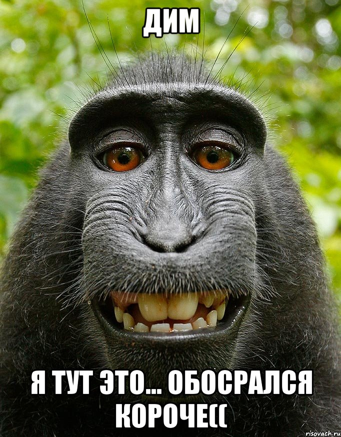 дим я тут это... обосрался короче((, Мем  Довольная обезьяна