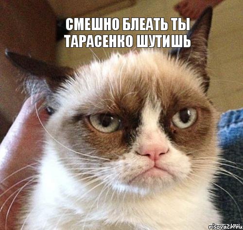 Смешно блеать ты Тарасенко шутишь, Мем Грустный (сварливый) кот