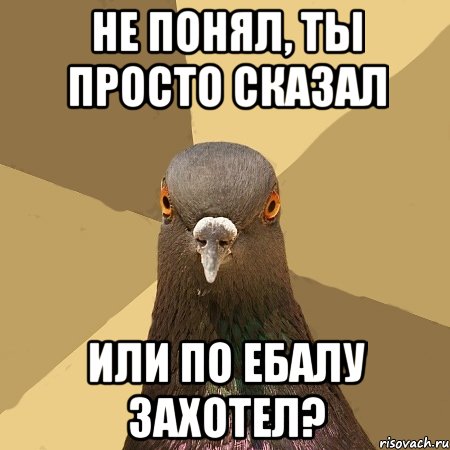 не понял, ты просто сказал или по ебалу захотел?, Мем голубь