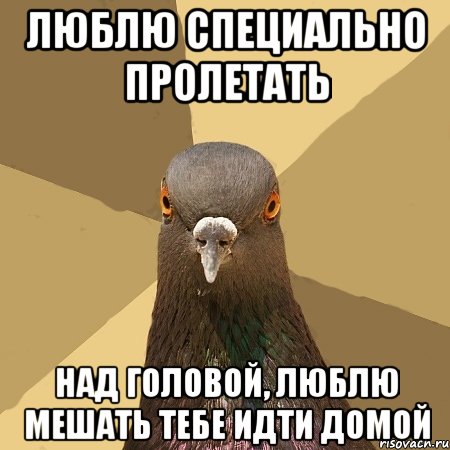 люблю специально пролетать над головой, люблю мешать тебе идти домой, Мем голубь