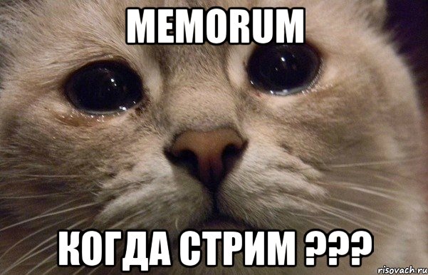 memorum когда стрим ???, Мем   В мире грустит один котик
