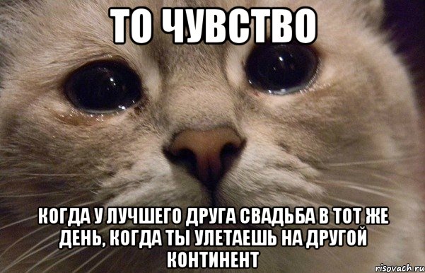 то чувство когда у лучшего друга свадьба в тот же день, когда ты улетаешь на другой континент, Мем   В мире грустит один котик