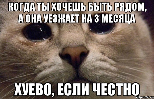 когда ты хочешь быть рядом, а она уезжает на 3 месяца хуево, если честно, Мем   В мире грустит один котик