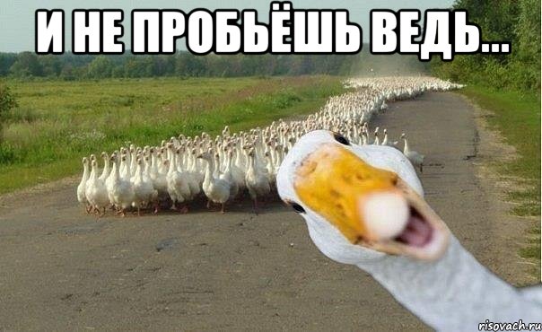 и не пробьёшь ведь... , Мем гуси