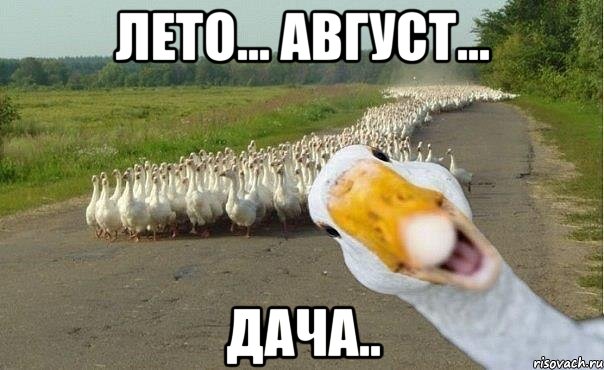 лето... август... дача.., Мем гуси