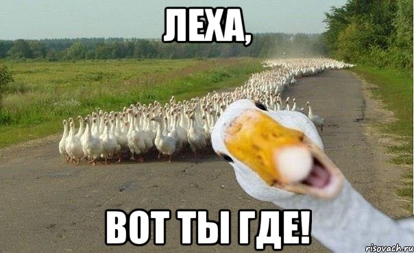 леха, вот ты где!, Мем гуси