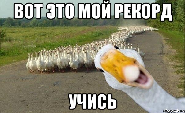 вот это мой рекорд учись, Мем гуси