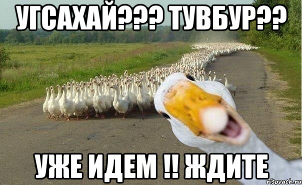 угсахай??? тувбур?? уже идем !! ждите, Мем гуси