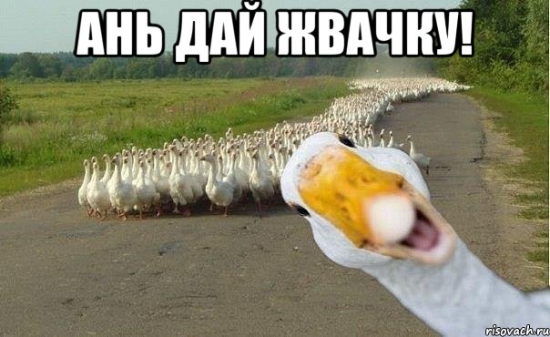 ань дай жвачку! , Мем гуси