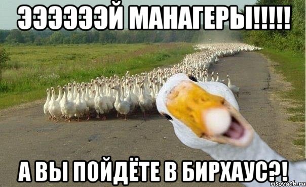 ээээээй манагеры!!! а вы пойдёте в бирхаус?!, Мем гуси