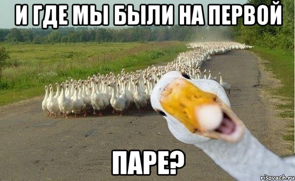 и где мы были на первой паре?, Мем гуси