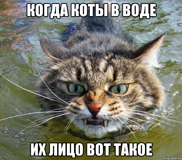 когда коты в воде их лицо вот такое, Мем котэ