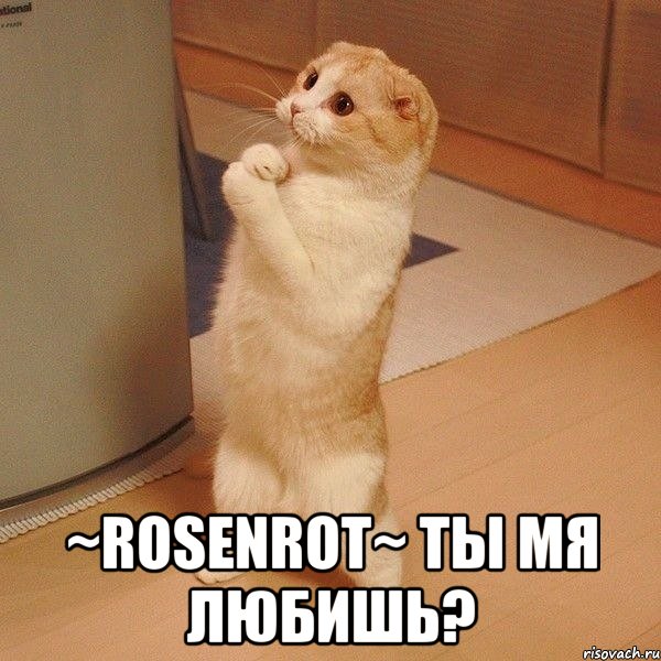  ~rosenrot~ ты мя любишь?, Мем  котэ молится