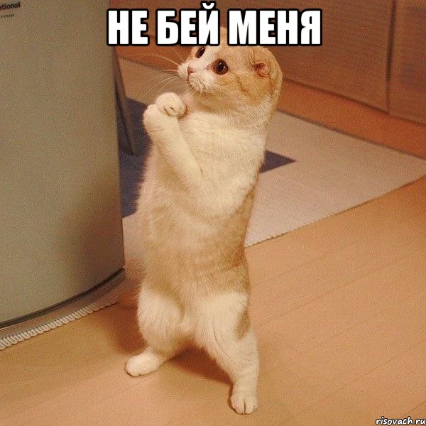 не бей меня , Мем  котэ молится