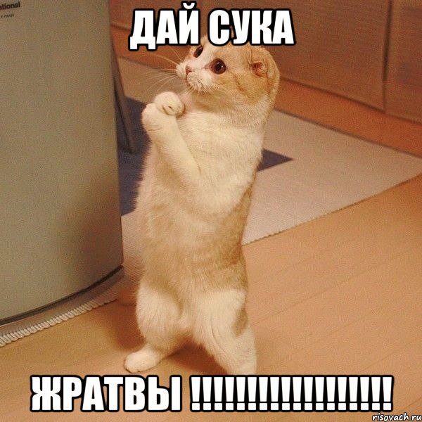 дай сука жратвы !!!, Мем  котэ молится