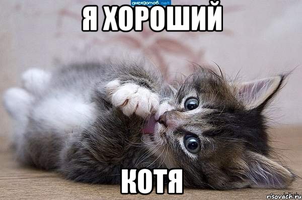 я хороший котя