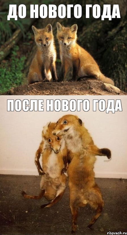 до нового года после нового года, Комикс Лисицы