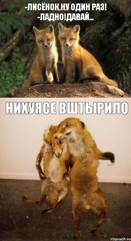 -Лисёнок,ну один раз! -Ладно!Давай... НИХУЯСЕ ВШТЫРИЛО