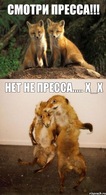 Смотри пресса!!! Нет не пресса..... Х_Х, Комикс Лисицы