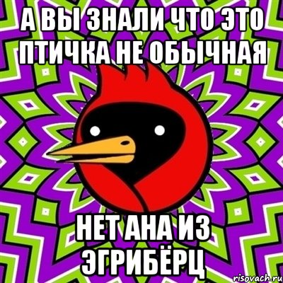 а вы знали что это птичка не обычная нет ана из эгрибёрц, Мем Омская птица