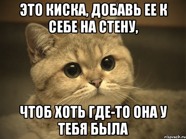 это киска, добавь ее к себе на стену, чтоб хоть где-то она у тебя была, Мем Пидрила ебаная котик