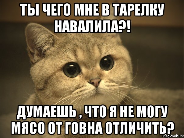 ты чего мне в тарелку навалила?! думаешь , что я не могу мясо от говна отличить?, Мем Пидрила ебаная котик