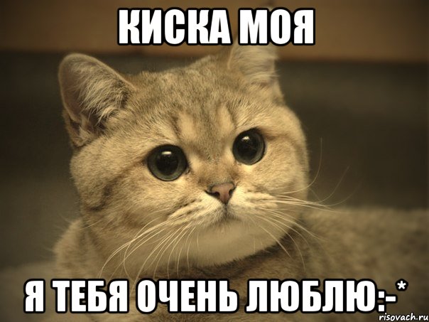 киска моя я тебя очень люблю:-*, Мем Пидрила ебаная котик